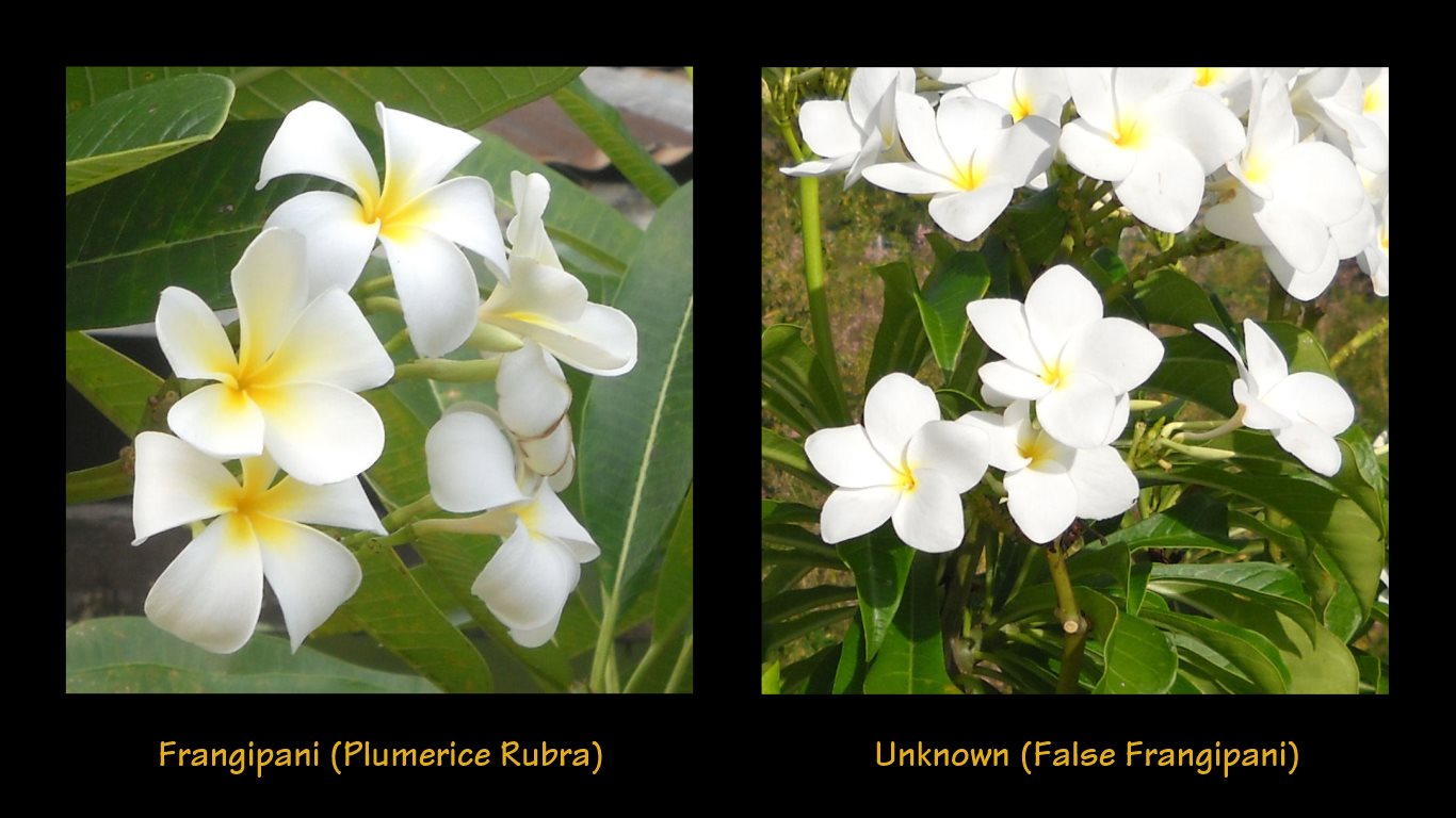 00_Frangipani (Plumerice Rubra) + Unknown (False Frangipani)_tobagojo@gmail.com_2nd_set02